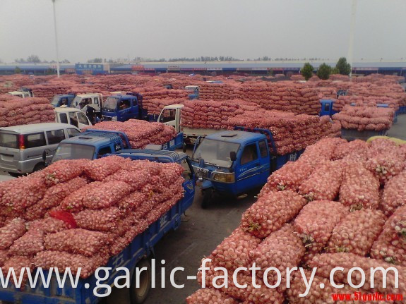 Best quality bulk Fresh Natural Garlic